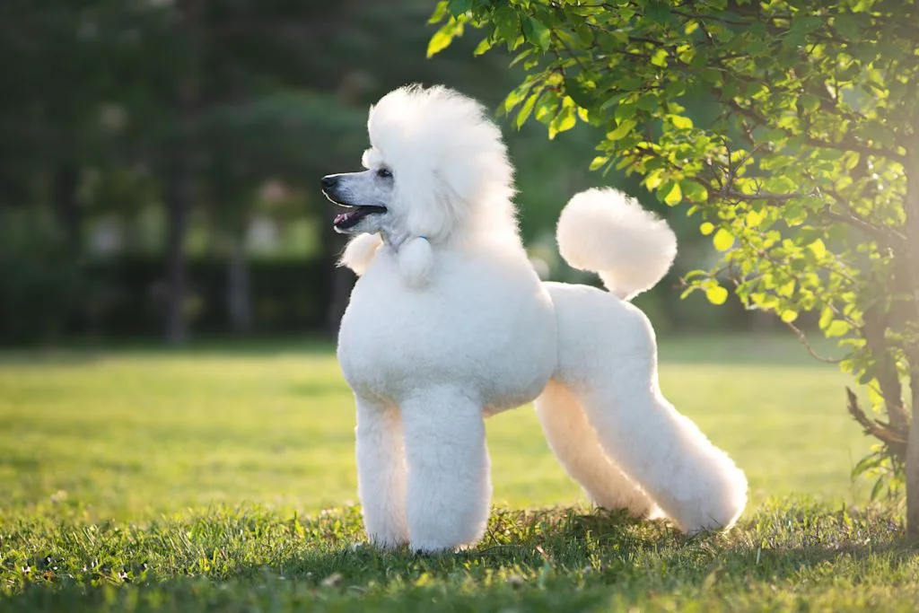 caniche elegant