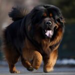 mastiff tibetain