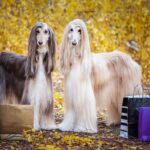 levriers afghans elegants