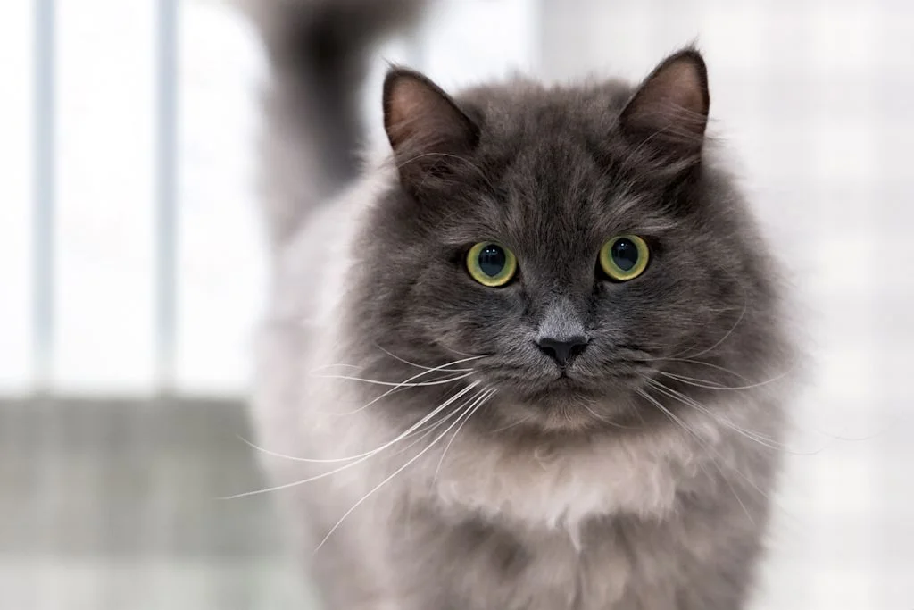 joli nebelung