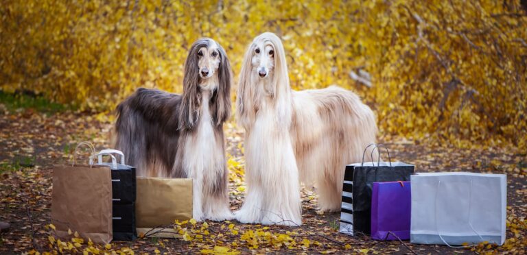 Races de chiens élégants : le guide des plus belles races