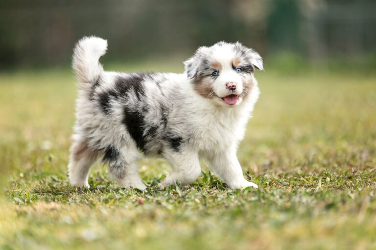Chien né en 2026 : quelle lettre pour son nom ? 