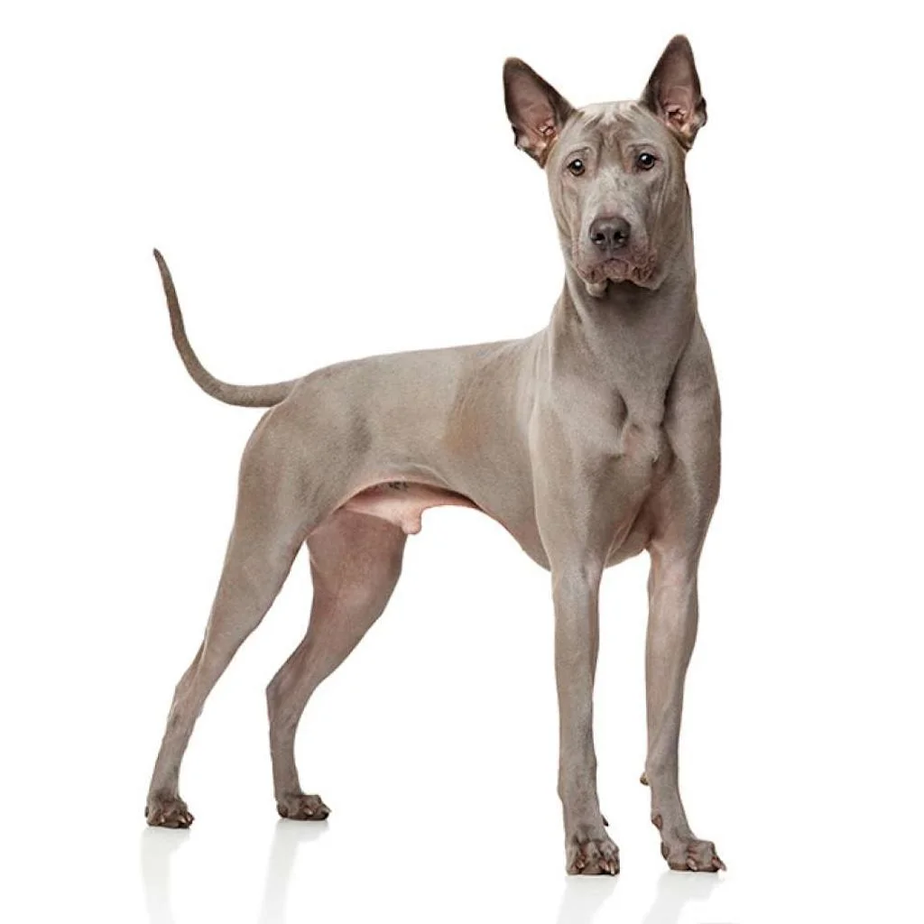 CHIEN THA+ÅLANDAIS A CRETE DORSALE.jpg