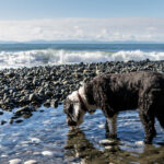 chien d-eau frison
