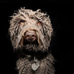 chien moche