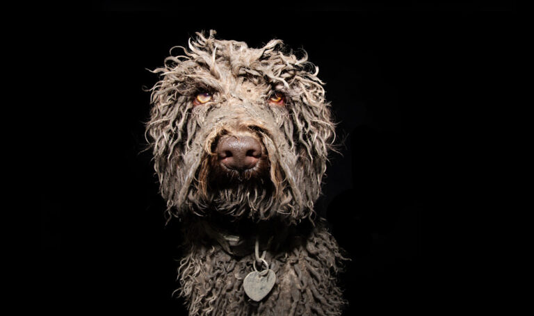 Races de chiens moches