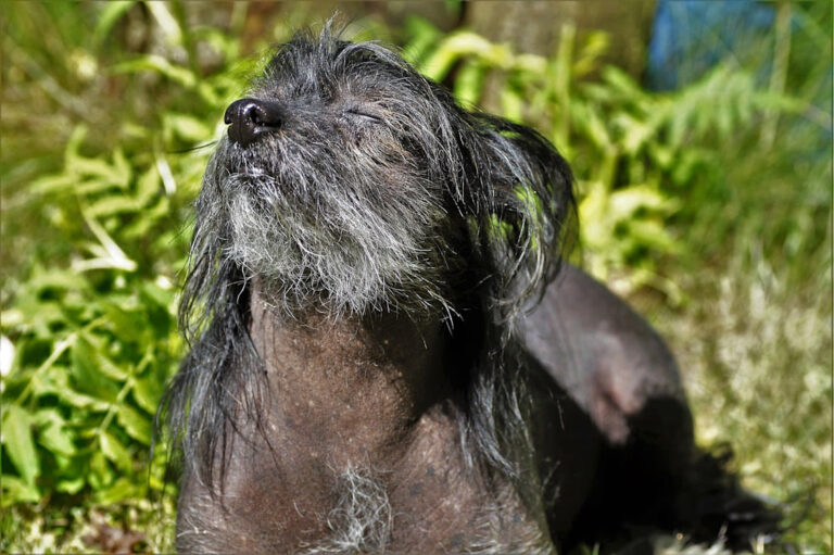 Races de chiens rares