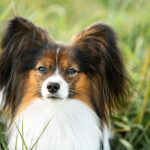 chien papillon de face