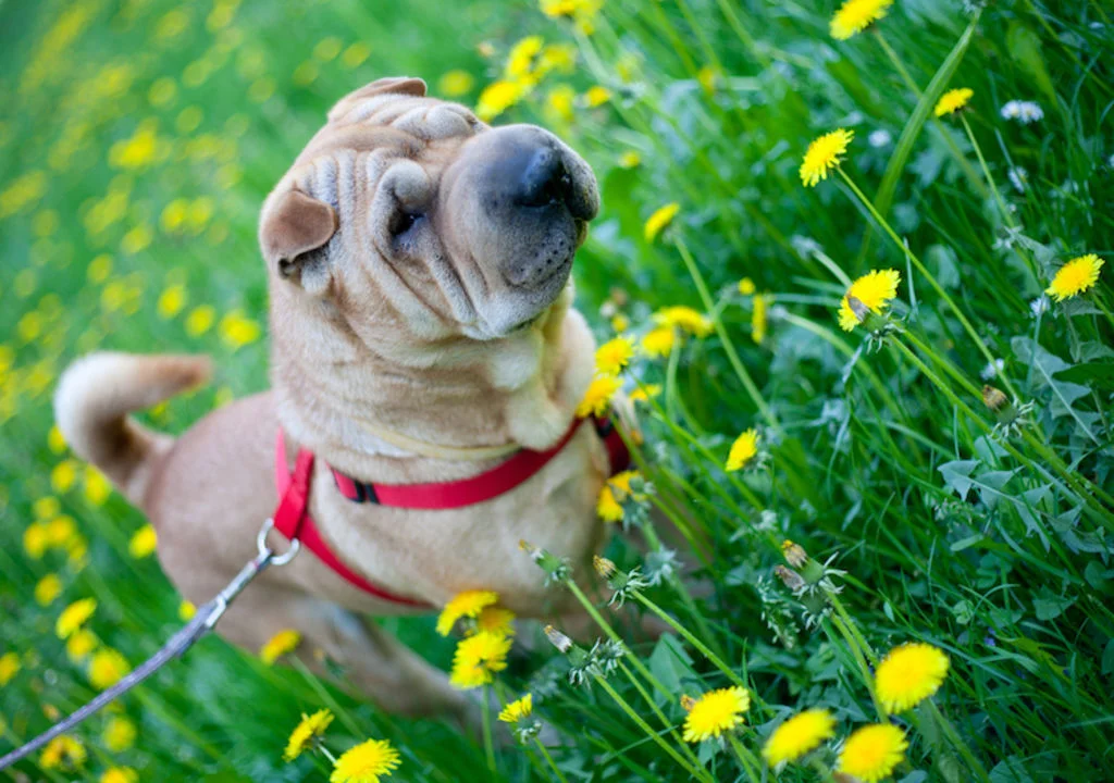 chien piqure abeille
