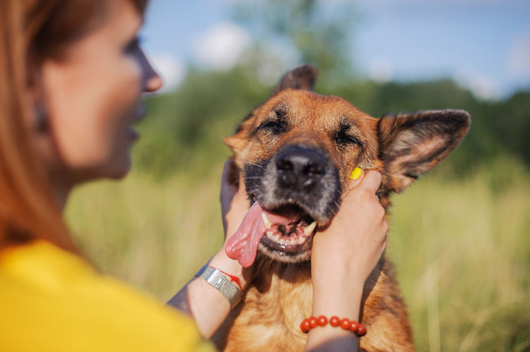 Piqûre d&rsquo;abeille chez le chien :  quel danger et que faire ? 
