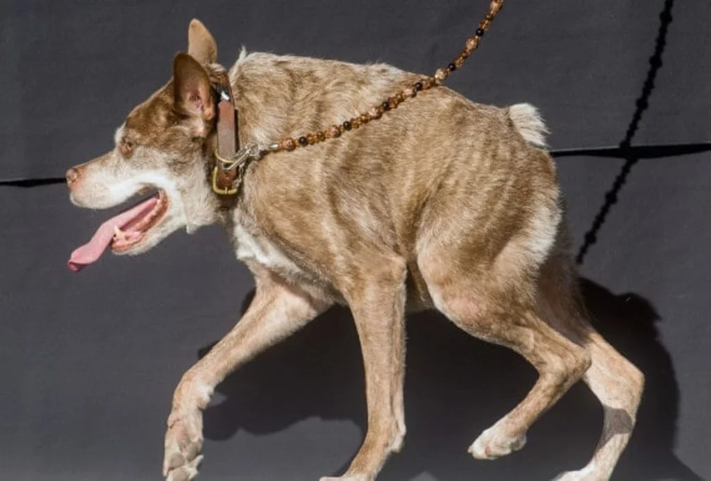 quasi modo chien le plus laid du monde