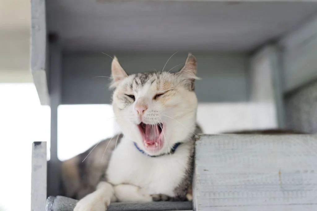 Chat qui respire fort