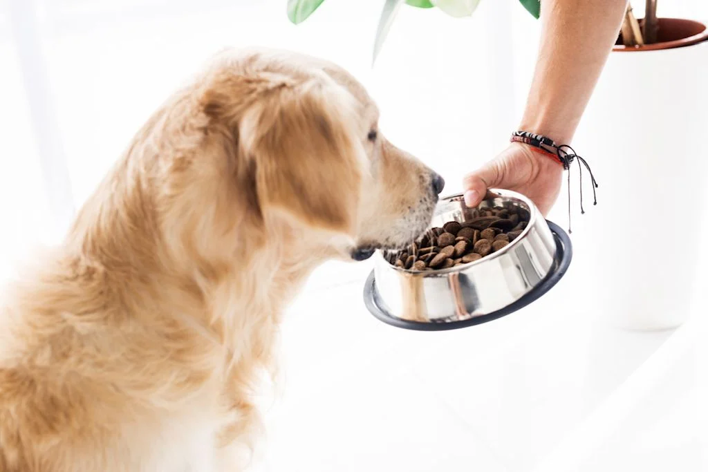 Chien qui mange
