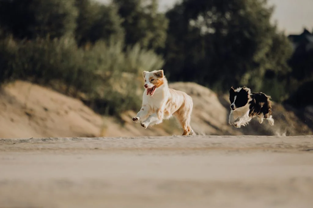 Chiens qui s'enfuient