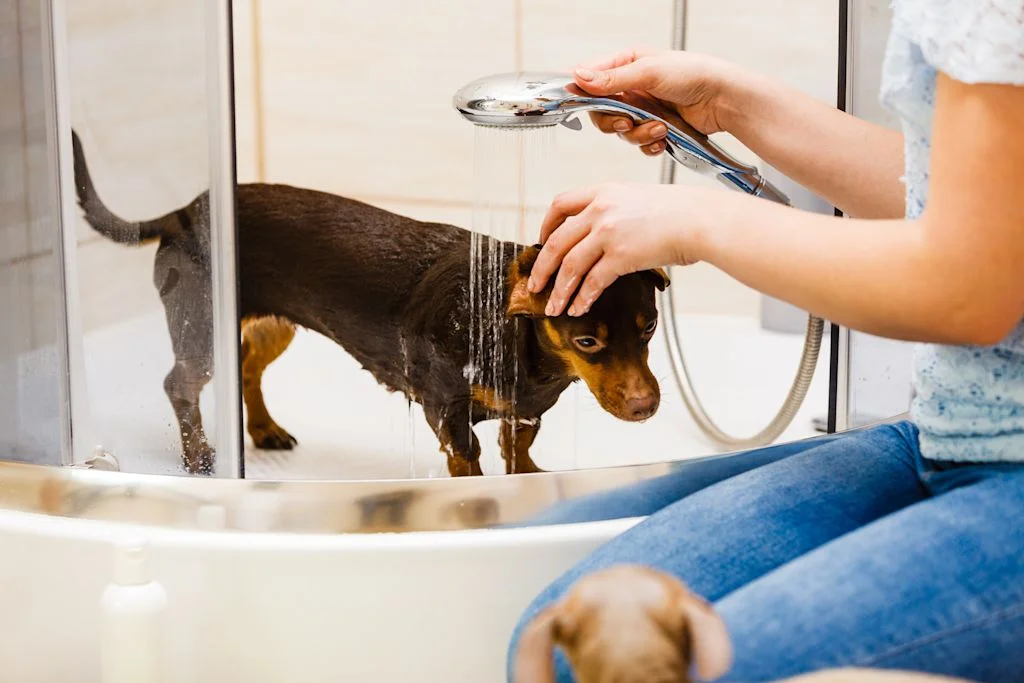 chien shampoing peau