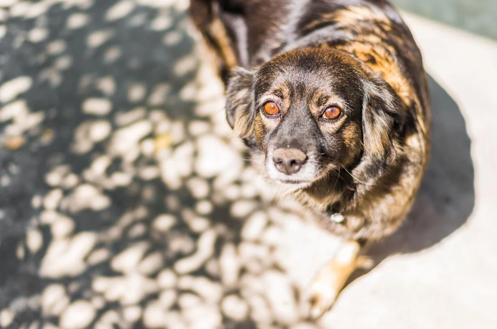 chien insulinome