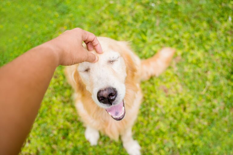 Le conseil de la vétérinaire : prendre soin de la peau de son chien