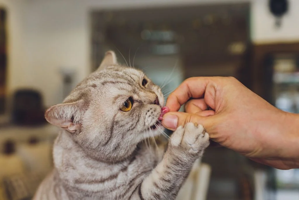 Chat qui prend un comprim&eacute;
