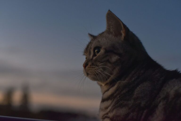 Coronavirose du chat : la reconnaître et la traiter