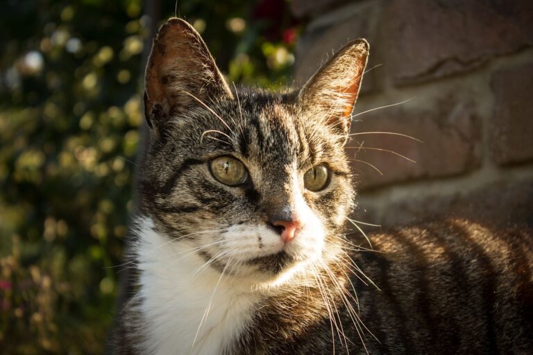 Une vétérinaire raconte son quotidien avec des chats seniors