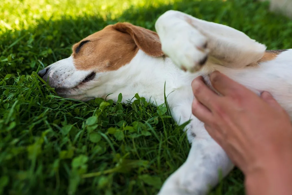 chien se gratte