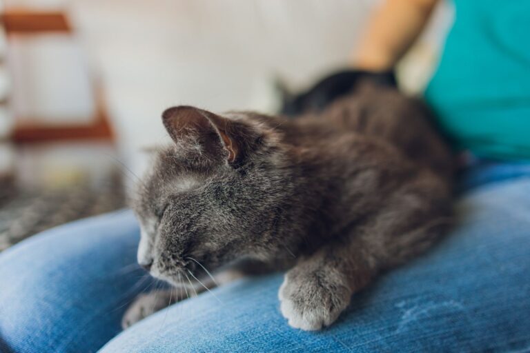 Pyothorax chez le chat : reconnaître et traiter la maladie