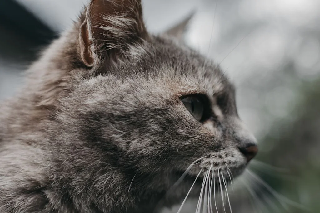chat gris tigre pif