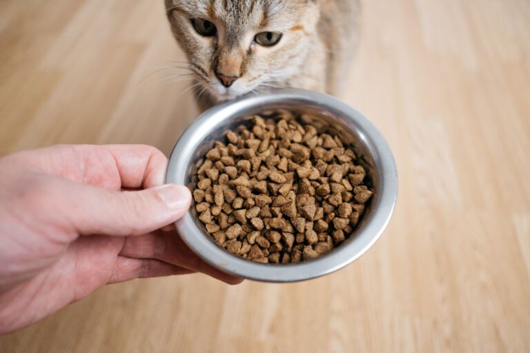 15 idées reçues sur l’alimentation du chat par une vétérinaire