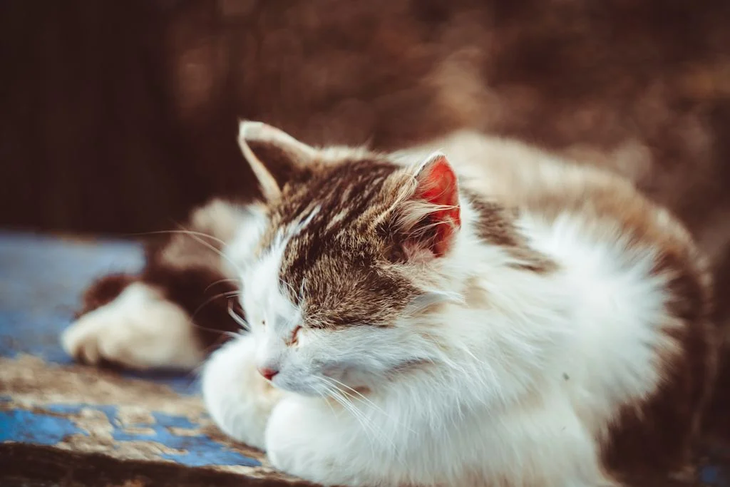 chat tricolore pyothorax