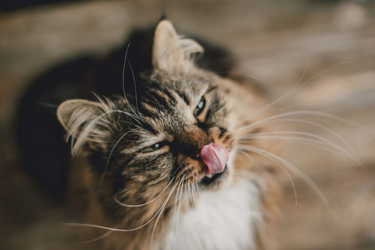 Pourquoi mon chat tire la langue ?