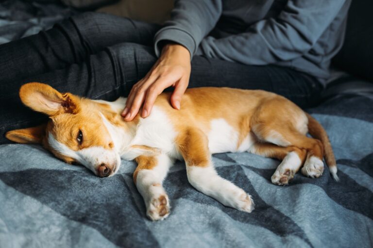 La méningite du chien : tout ce qu’il faut savoir