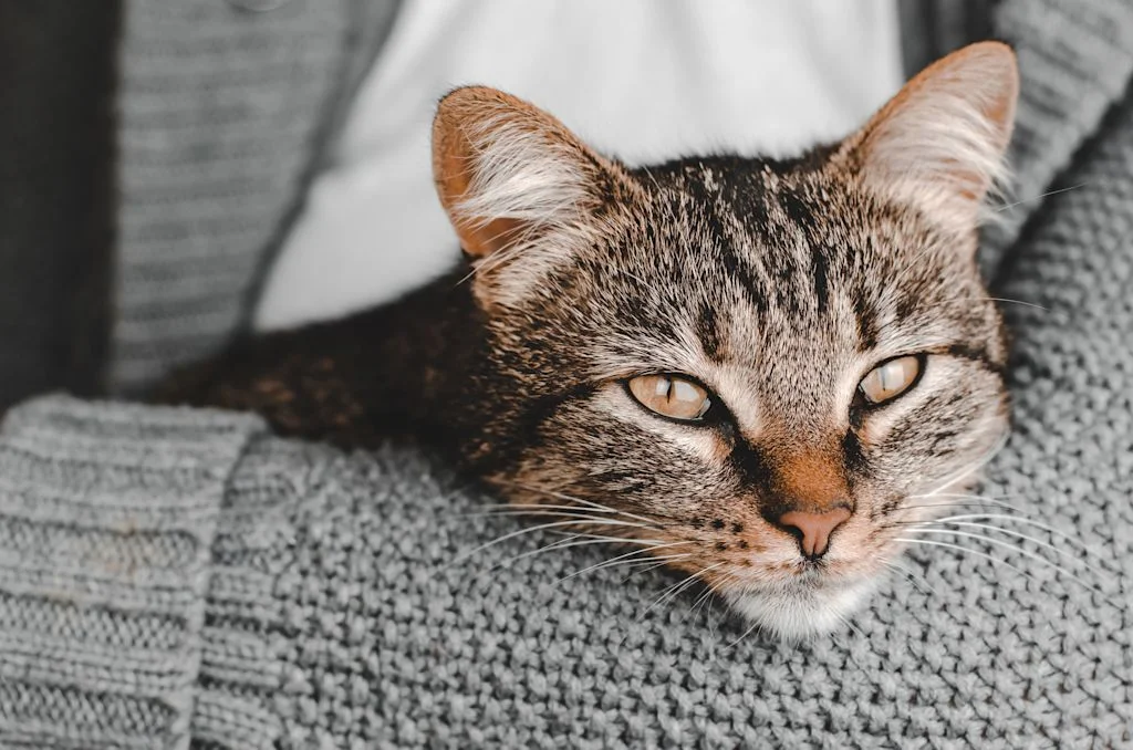 chat tigre pyothorax