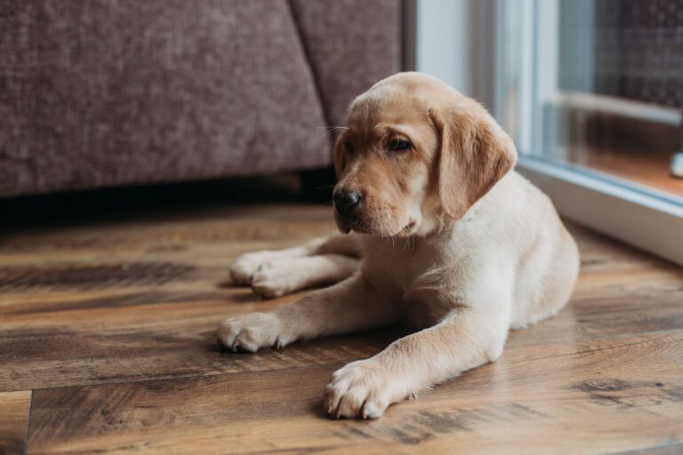 Acromégalie chez le chien : comment la reconnaître ?