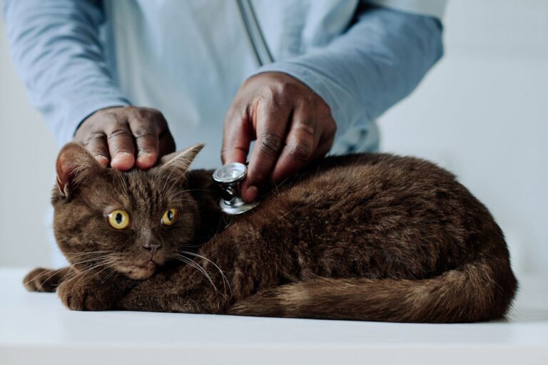 Giardiose du chat : reconnaître et traiter cette maladie digestive