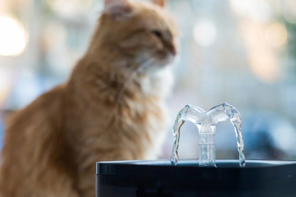 chat senior hydratation