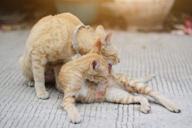 Les comprimés anti-puces pour chat sont-ils vraiment efficaces ?