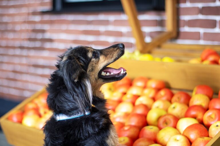Quels sont les fruits interdits pour les chiens ?