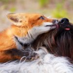 Chien et renard