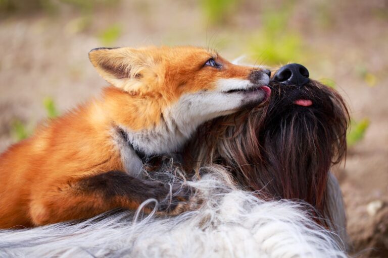 Races de chiens qui ressemblent à des renards