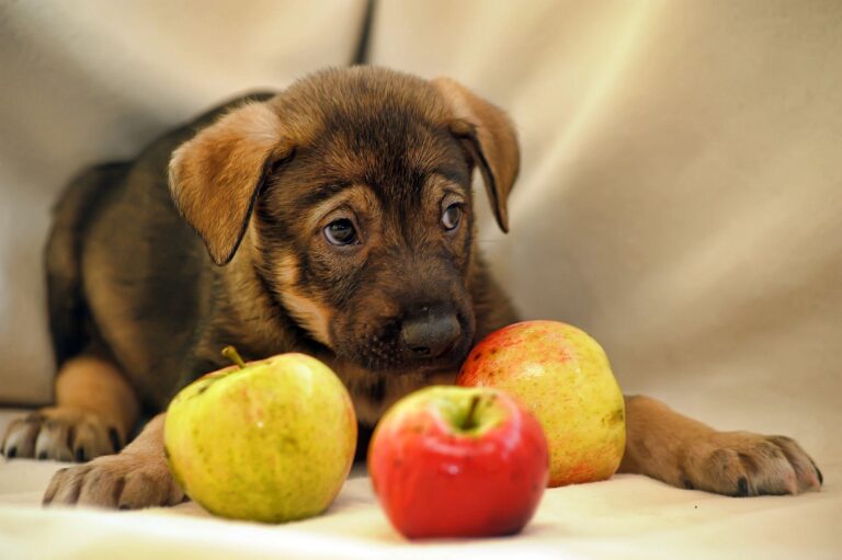 Peut-on donner de la pomme à son chien ?
