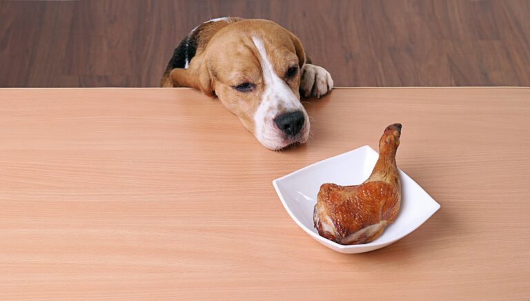 Peut-on donner du poulet cru à un chien ?