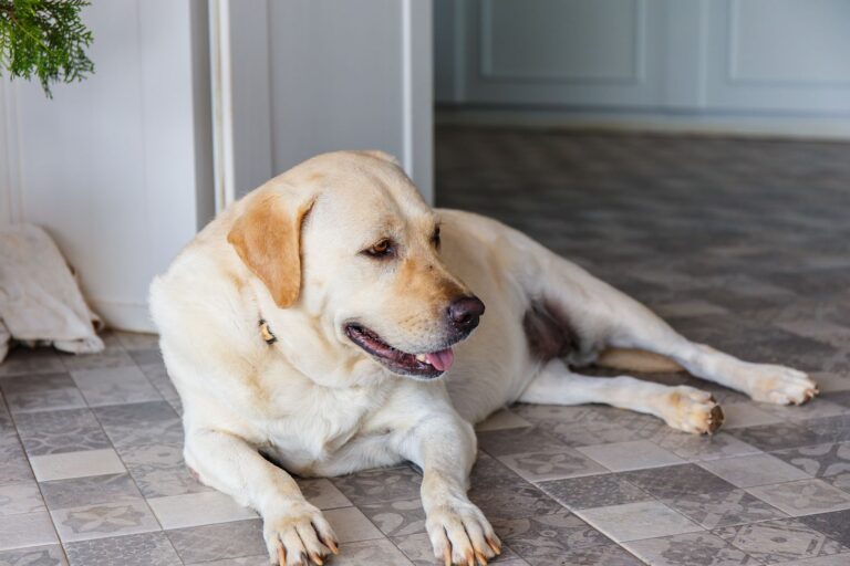 Insulinome chez le chien : quels sont les symptômes ?