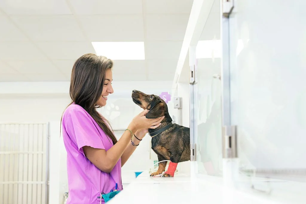 chien insulinome vétérinaire