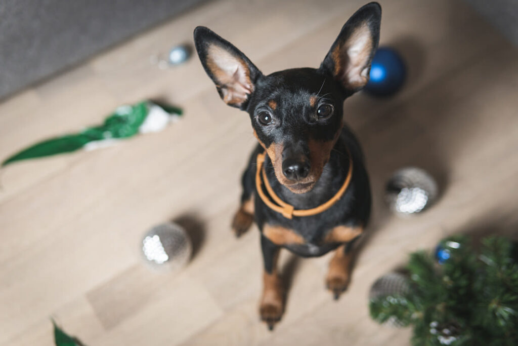 Pinscher Nain