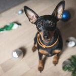 Pinscher Nain