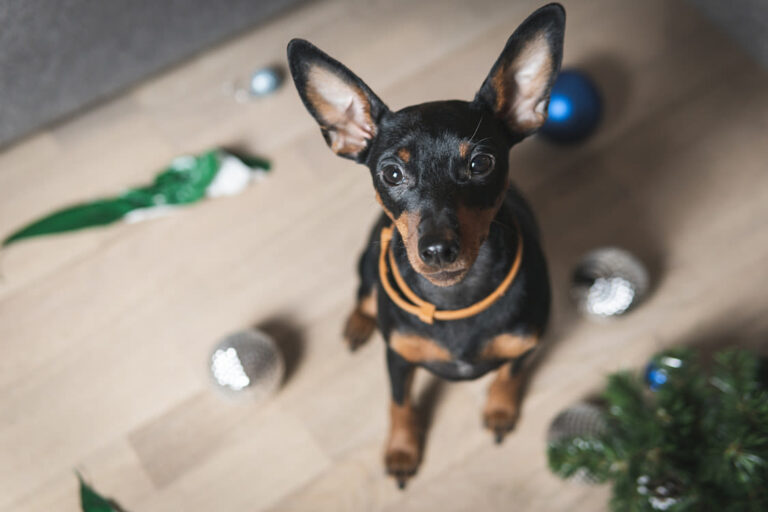 Pinscher Nain