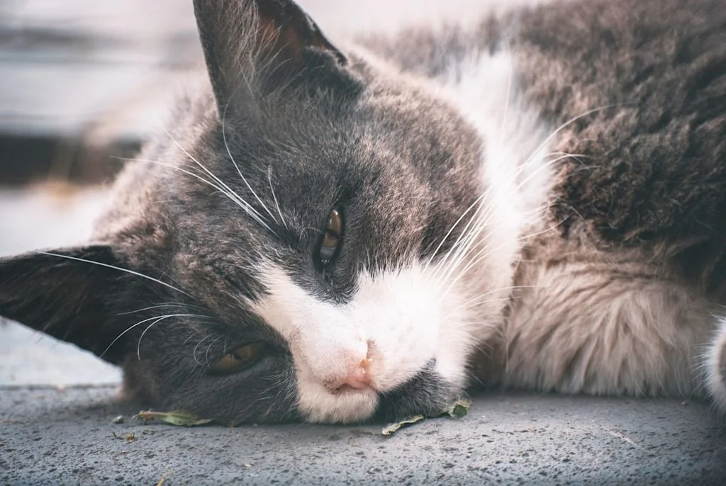 chat mourant