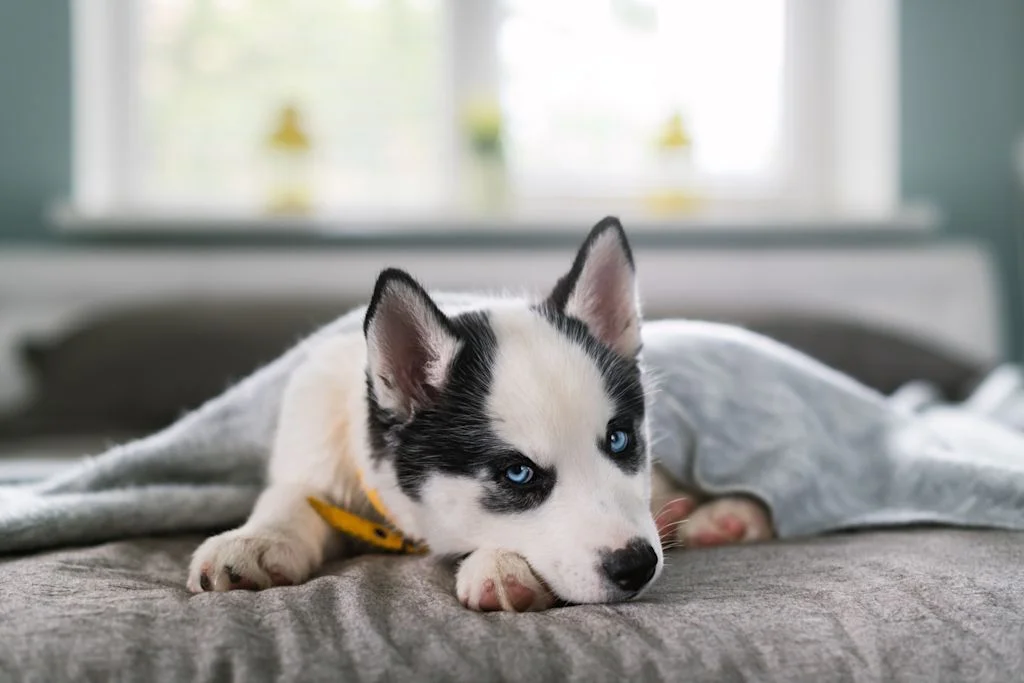 chiot