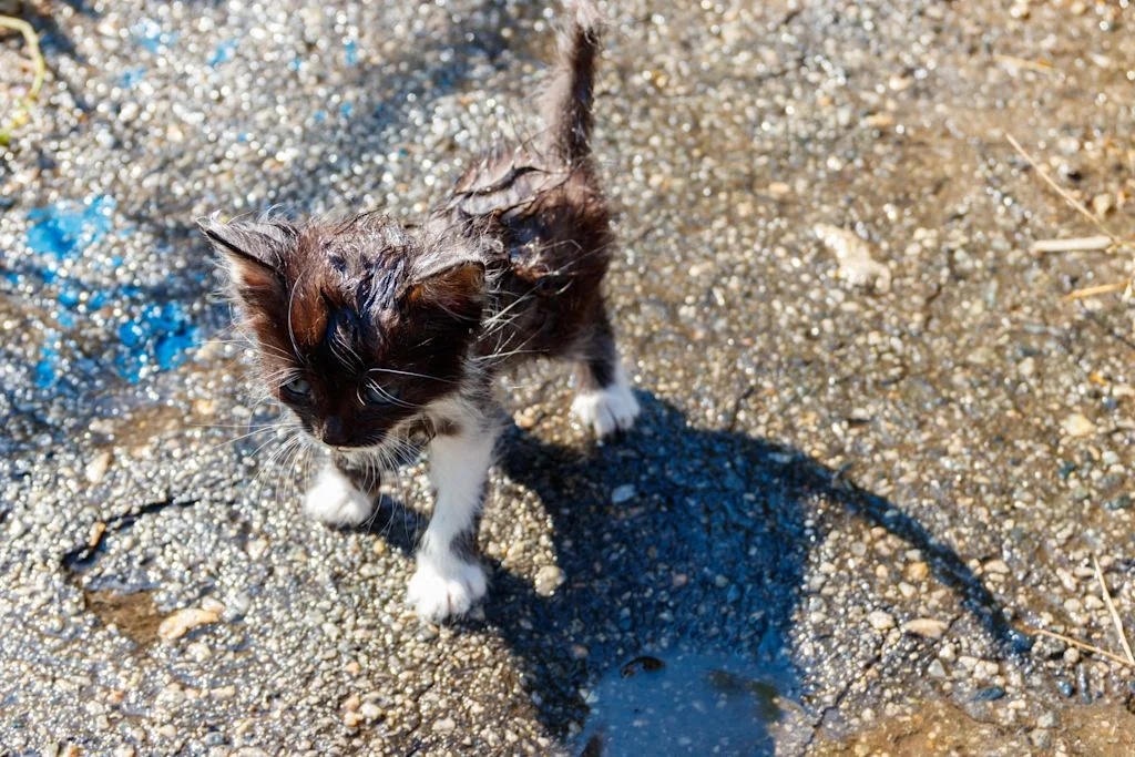 chaton mouille noir et blanc