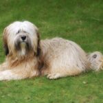 terrier du tibet